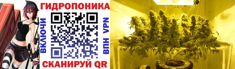 Бошки Шишки гибрид  Кызыл 